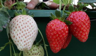 图 日本草莓新品种 命名 初恋馨香